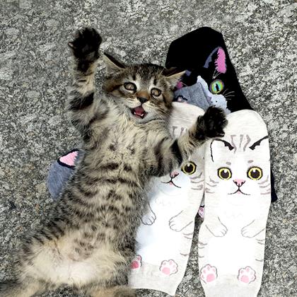 Imaginea din Șosete vesele cu pisicuță - bej