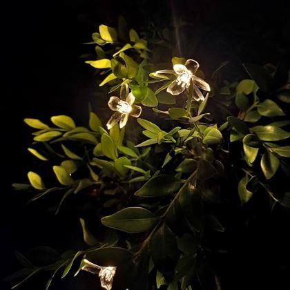 Imaginea din Șirag solar luminos - flori