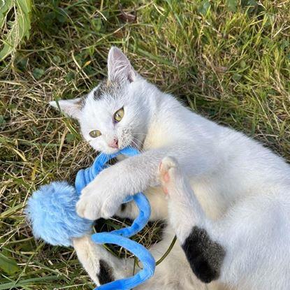 Imaginea Jucărie elastică pentru pisici cu minge