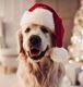 Imaginea pentru categoria Cadouri de Crăciun pentru animale de companie