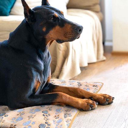 Imaginea din Pătură pentru câini cu model lăbuțe