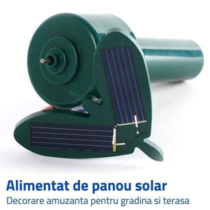 Imaginea din Fluture solar