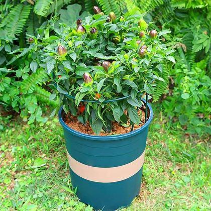 Imaginea din Suport metalic pentru plante 2 buc 35 cm