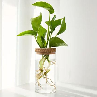 Imaginea Vaza de propagare a plantelor
