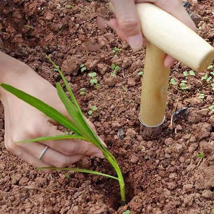 Imaginea din Ștampilă de plantare