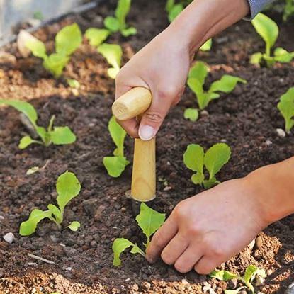 Imaginea Ștampilă de plantare