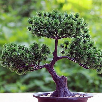 Imaginea din Bonsai artificial într-un ghiveci