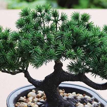 Imaginea din Bonsai artificial într-un ghiveci