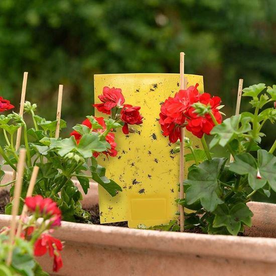 Imaginea din Capcane adezive pentru insecte zburătoare de plante 20 buc.