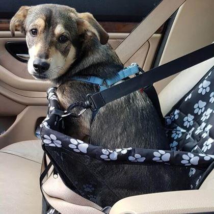 Imaginea din Scaun auto pentru animale de companie