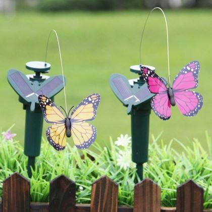 Imaginea din Fluture solar