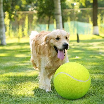Imaginea din Maxi - minge tenis