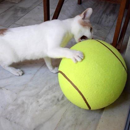 Imaginea din Maxi - minge tenis