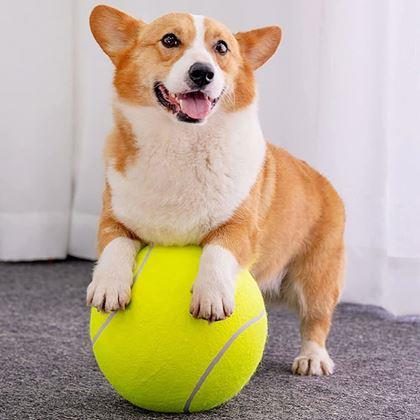 Imaginea din Maxi - minge tenis