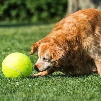 Imaginea din Maxi - minge tenis