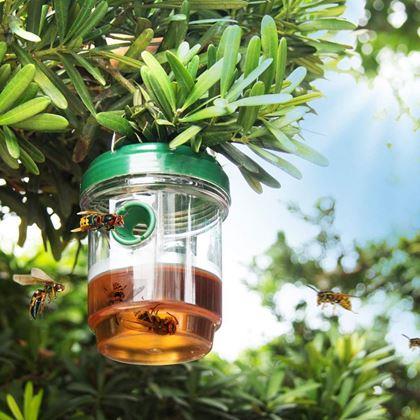 Imaginea din Lapător solar de insecte