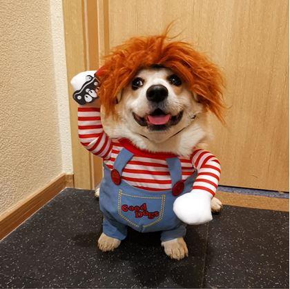 Imaginea din Costum înfiorător pentru câine