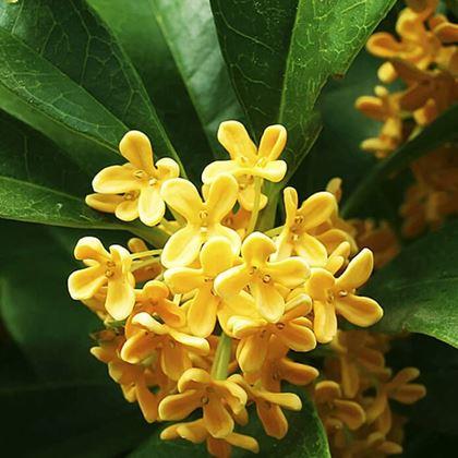 Imaginea din Umplere de înlocuire pentru dezodorizant auto  - osmanthus