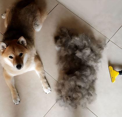 Imaginea din Pieptene pentru blană pentru câini și pisici