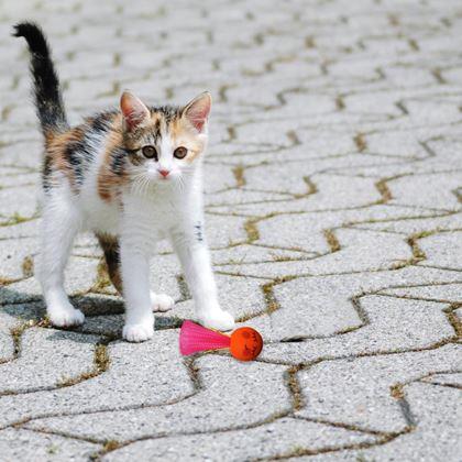 Imaginea din Minge interactivă pentru pisici