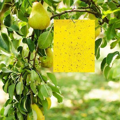 Imaginea din Capcane adezive pentru insecte zburătoare de plante 20 buc.