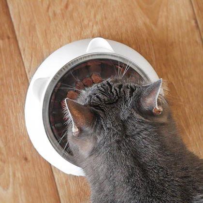 Imaginea din Castron 2 în 1 pentru pisici