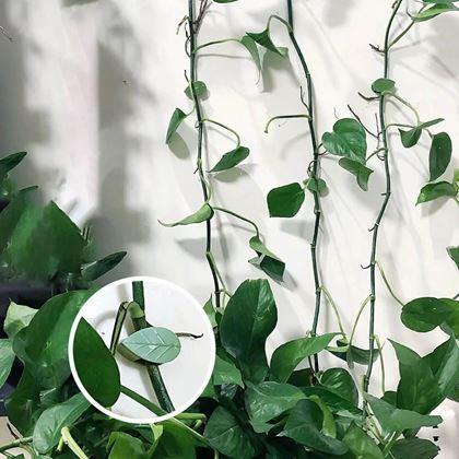 Imaginea din Cleme pentru atașarea plantelor cățărătoare - frunze