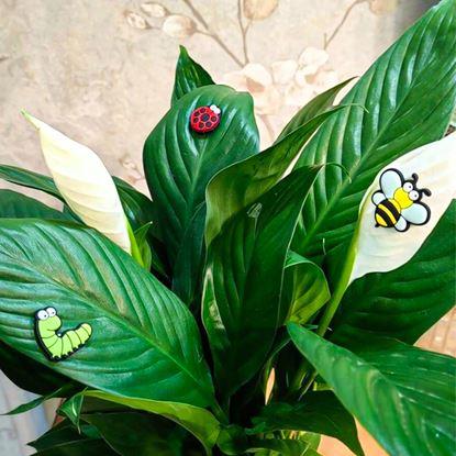 Imaginea Magnete pentru plante ochi 6 bucăți