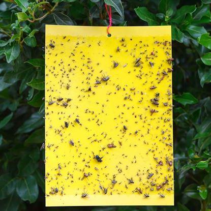 Imaginea Capcane adezive pentru insecte zburătoare de plante 20 buc.