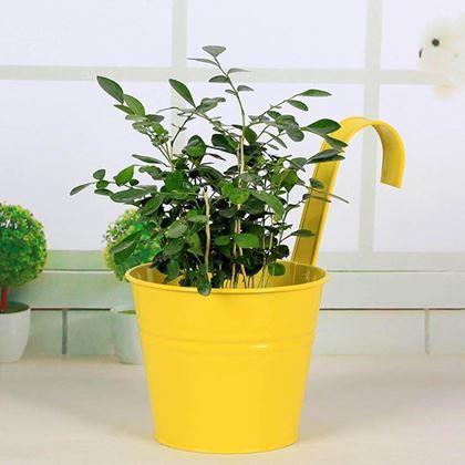 Imaginea din Vază suspendată pentru balcon  -  galben
