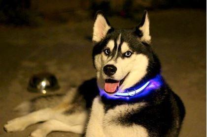 Imaginea din Zgardă luminoasă - albastru S
