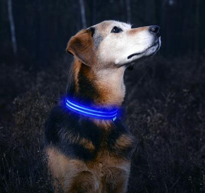 Imaginea Zgardă luminoasă