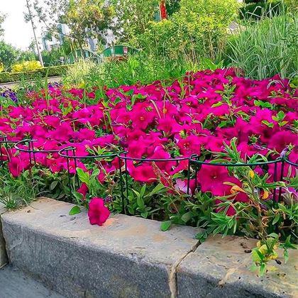 Imaginea din Suport metalic pentru plante 2 buc 35 cm