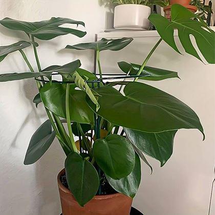 Imaginea din Suport metalic pentru plante 2 buc 40 cm