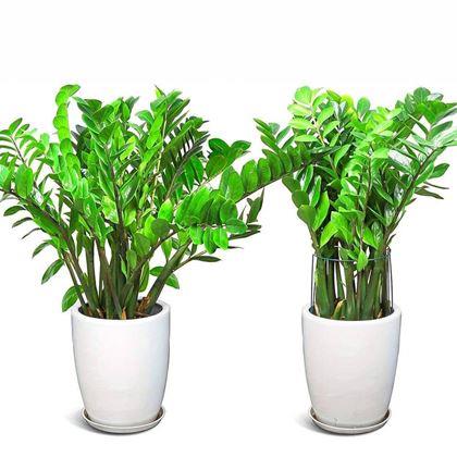 Imaginea din 2 bucăți Suporturi metalice pentru plante - 40 cm