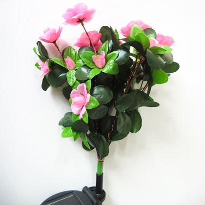 Imaginea din Buchetă solară