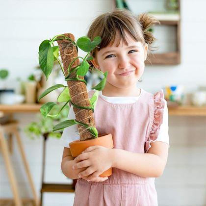 Imaginea din Suport pentru plante cățărătoare