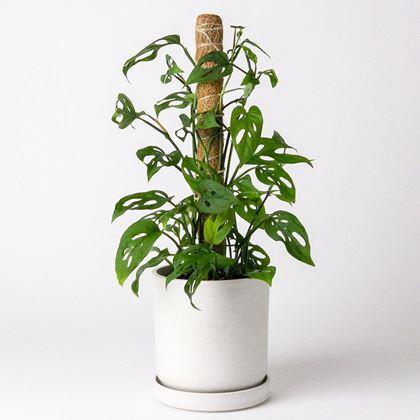 Imaginea din Suport pentru plante cățărătoare