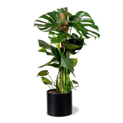 Imaginea din Suport pentru plante cățărătoare