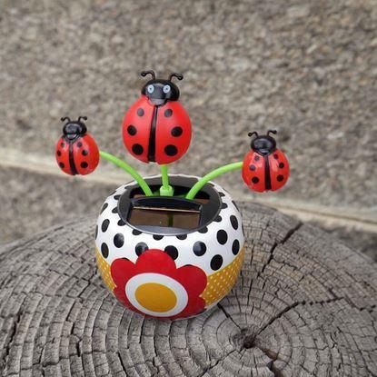 Imaginea Floare solară - floarea