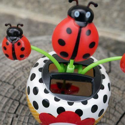 Imaginea din Floare solară - floarea - buburuză