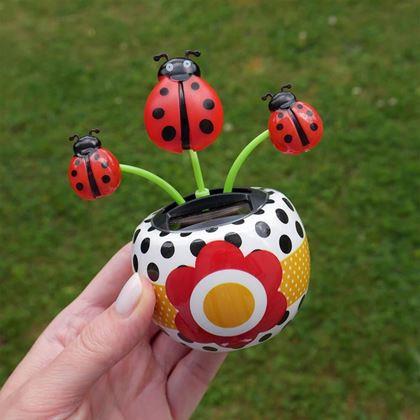 Imaginea din Floare solară - floarea - buburuză