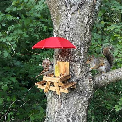 Imaginea din Hrană pentru păsări din lemn