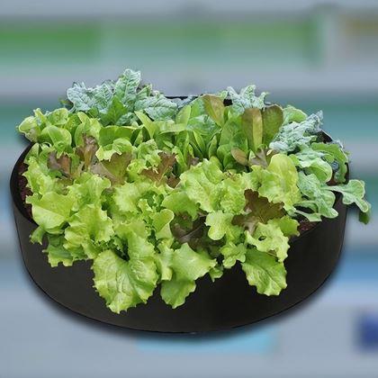 Imaginea din Strat textil 50 l, 60 x 20 cm