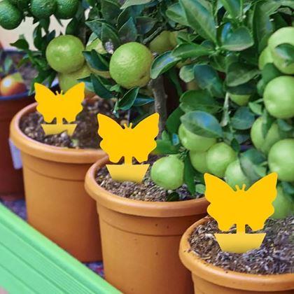 Imaginea din Protecție pentru plante împotriva insectelor 12 buc