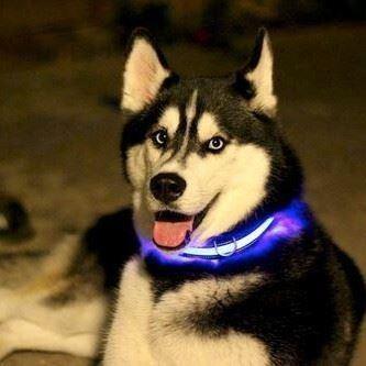 Imaginea din Zgardă luminoasă -  albastru M