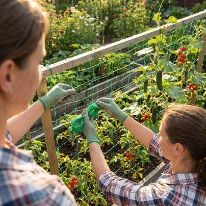 Imaginea din Plasă de susținere pentru cultivarea legumelor și florilor